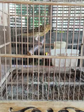 Burung kenari paud AF ring rajin riwik