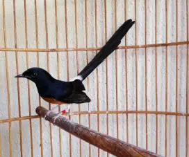 Burung Murai Batu