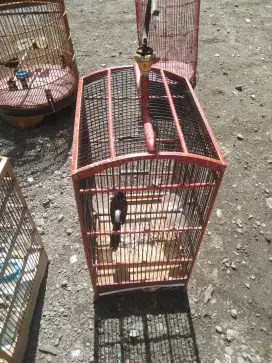 Murai batu sepasang