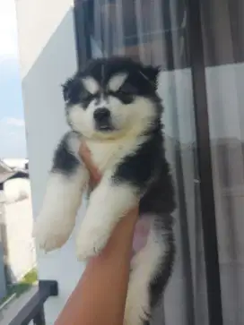 Siberian husky bandung