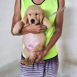 Golden Retriever Puppys 2bln Stambum Big Bone Bloodline Champion