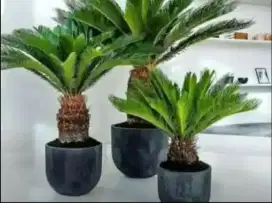 pohon sikas siap tanam