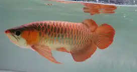 Arwana spesial spauk 52cm ekor kerang