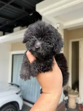 Poodle x Bichon (Poochon)