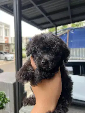 Poodle X Bichon (Poochon)