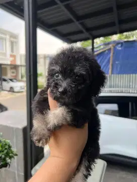Poodle X Bichon (Poochon) Betina Light Silver