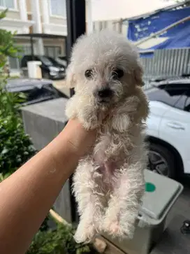 Poodle X Bichon (Poochon) Putih
