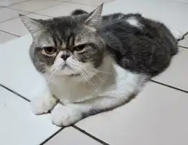 Persia Peaknose