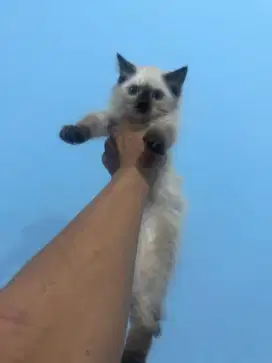 kitten ragdol sealpoint betina