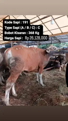 Jual hewan kurban jabodetabek