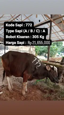 Jual hewan kurban jabodetabek