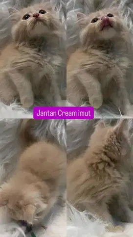 Kitten jantan cream