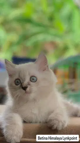 Kitten betina himalaya lynk point