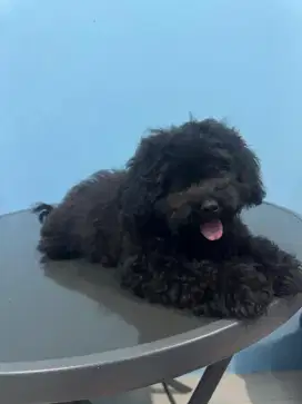 anjing poodle betina sudah vaksin