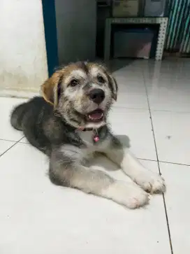 Anak anjing puppy mix