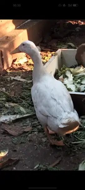 Bebek Peking dan petelur