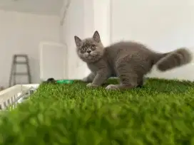 kitten british shorthair jantan 100% pure ras