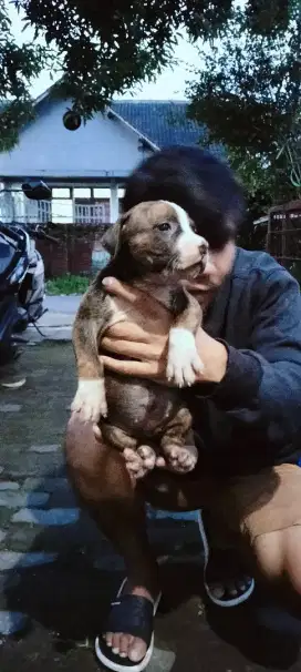 Pitbull Female non stb