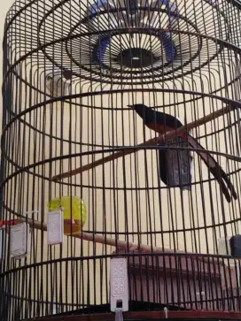 Burung murai gacor pastol