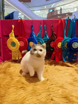 Kucing exotic shorthair female  5 bulan PED