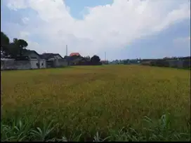 Dijual Tanah sawah Murah Lokasi Strategis Cocok Untuk Bisnis Di Jepara