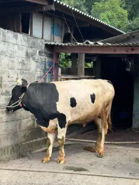 SAPI QURBAN TULANGAN