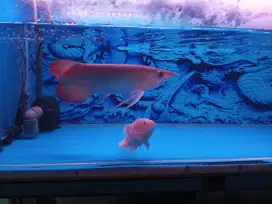 Ikan arwana super red