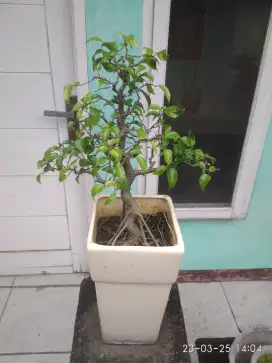 Pohon Bonsai Beringin, Berdaun Kecil