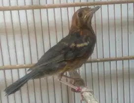 Burung Anis merah trotol ring jamin jantan