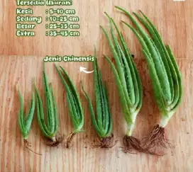 Dijual bibit Tanaman lidah buaya