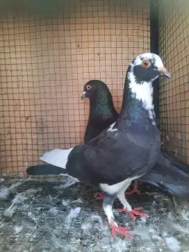 Merpati Sepasang Giring