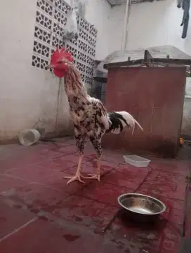 Di jual ayam pelung