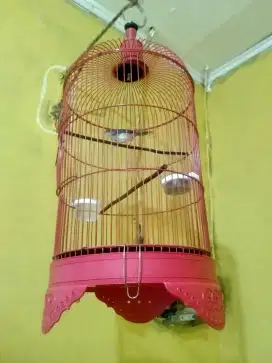 prenjak bawah gacor sudah medang siang malam kencang