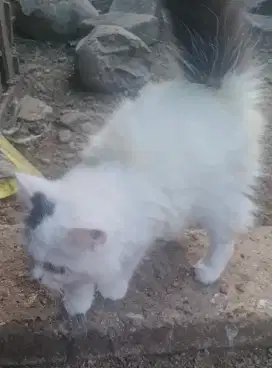Anak kucing persia