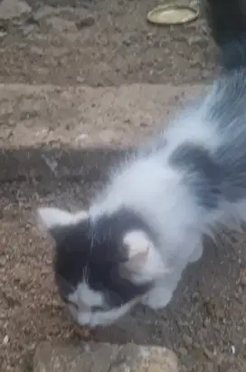 Anak kucing persia