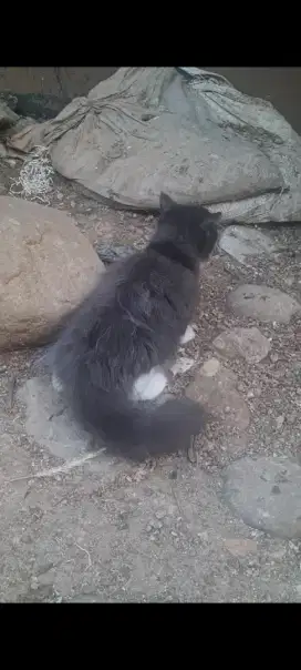Anak kucing persia