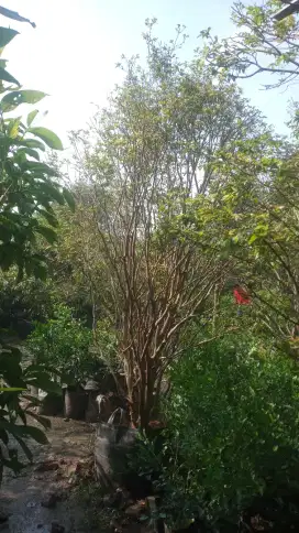 Pohon anggur berajil presco