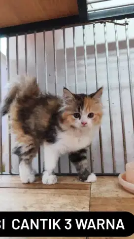 Persia calico betina 2.5 bln