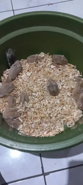 Hamster Winter White