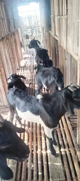 Jual kambing sehat dan gemuk