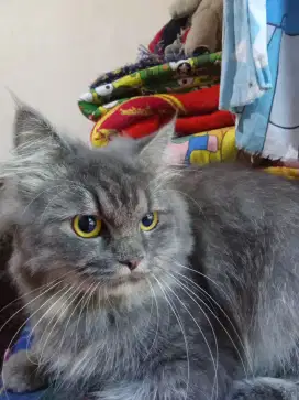 Kucing Persia flatnos