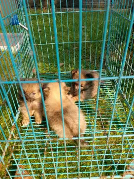 Minipom jtn betina 1bln
