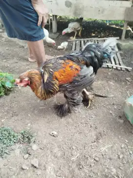Jual ayam Brahma