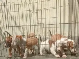 puppy pitbull mix