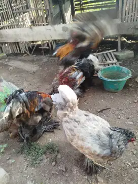 Ayam Brahma Ungaran barat