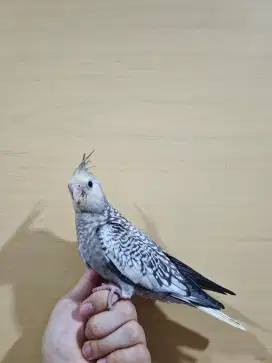 Burung Falk Cf Full Loloh / Parkit Australia
