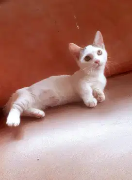 Jual Anak Kucing Pure Munchkin Super Cebol Shorthair Lucu Menggemaskan