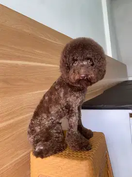 Groomer anjing dan kucing berpengalaman