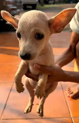 Dijual anak anjing mini pinscher ( puppy )