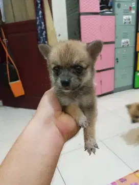 Anakkan anjing ras Chorgie mix Minipom